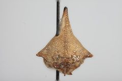 Umbonia immaculata by the Smithsonian. Used under a CC0 license.