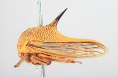 Umbonia lutea by the Smithsonian. Used under a CC0 license.
