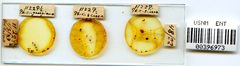 Phylloxera georgiana by the Smithsonian. Used under a CC0 license.