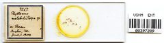 Phylloxera notabilis by the Smithsonian. Used under a CC0 license.