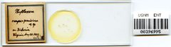 Phylloxera perniciosa by the Smithsonian. Used under a CC0 license.