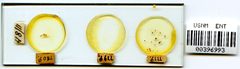 Phylloxera perniciosa by the Smithsonian. Used under a CC0 license.