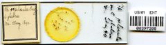 Phylloxera pilosula by the Smithsonian. Used under a CC0 license.
