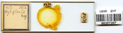 Phylloxera pilosula by the Smithsonian. Used under a CC0 license.