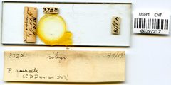Phylloxera querceti by the Smithsonian. Used under a CC0 license.