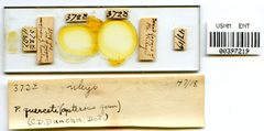 Phylloxera querceti by the Smithsonian. Used under a CC0 license.