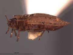 Acalypta barberi by the Smithsonian. Used under a CC0 license.