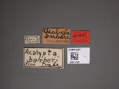 Acalypta barberi by the Smithsonian. Used under a CC0 license.