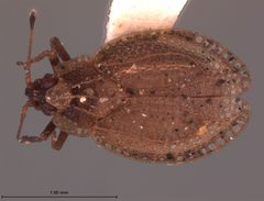 Acalypta barberi by the Smithsonian. Used under a CC0 license.