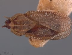 Acalypta cooleyi by the Smithsonian. Used under a CC0 license.