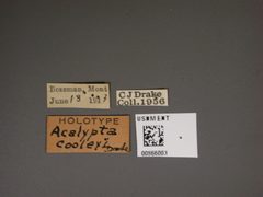 Acalypta cooleyi by the Smithsonian. Used under a CC0 license.