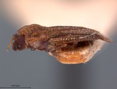 Acalypta cooleyi by the Smithsonian. Used under a CC0 license.