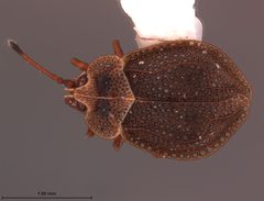 Acalypta laurae by the Smithsonian. Used under a CC0 license.