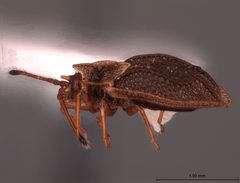 Acalypta laurae by the Smithsonian. Used under a CC0 license.