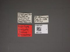 Acalypta laurae by the Smithsonian. Used under a CC0 license.