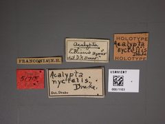 Acalypta nyctalis by the Smithsonian. Used under a CC0 license.