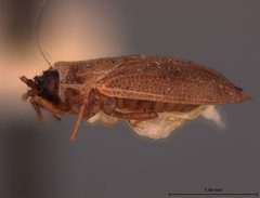 Acalypta nyctalis by the Smithsonian. Used under a CC0 license.