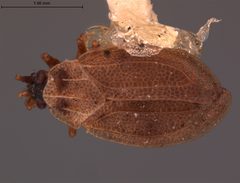 Acalypta nyctalis by the Smithsonian. Used under a CC0 license.