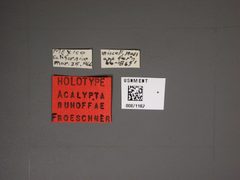 Acalypta ruhoffae by the Smithsonian. Used under a CC0 license.
