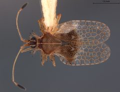 Acanthocheila dira by the Smithsonian. Used under a CC0 license.