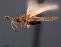Acanthocheila dira by the Smithsonian. Used under a CC0 license.