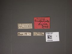 Acanthocheila dira by the Smithsonian. Used under a CC0 license.