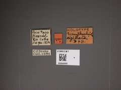 Acanthocheila sigillata by the Smithsonian. Used under a CC0 license.