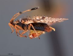 Acanthocheila sigillata by the Smithsonian. Used under a CC0 license.