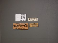 Acanthocheila tumida by the Smithsonian. Used under a CC0 license.