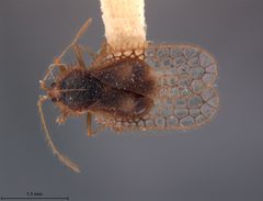 Acanthocheila tumida by the Smithsonian. Used under a CC0 license.