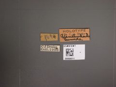 Acanthocheila tumida by the Smithsonian. Used under a CC0 license.