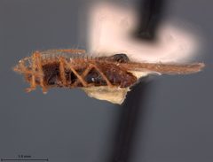 Acanthocheila tumida by the Smithsonian. Used under a CC0 license.