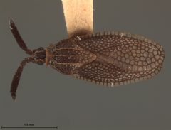 Alveotingis brevicornis by the Smithsonian. Used under a CC0 license.