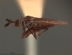 Alveotingis brevicornis by the Smithsonian. Used under a CC0 license.