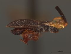 Alveotingis grossocerata by the Smithsonian. Used under a CC0 license.