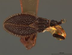 Alveotingis grossocerata by the Smithsonian. Used under a CC0 license.
