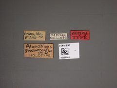 Alveotingis grossocerata by the Smithsonian. Used under a CC0 license.