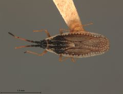 Atheas annulatus by the Smithsonian. Used under a CC0 license.