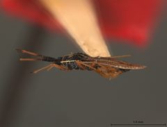 Atheas annulatus by the Smithsonian. Used under a CC0 license.