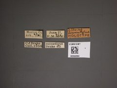 Atheas annulatus by the Smithsonian. Used under a CC0 license.