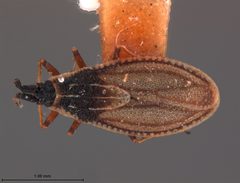 Atheas austroriparius f. brachyterous by the Smithsonian. Used under a CC0 license.