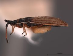 Atheas austroriparius f. brachyterous by the Smithsonian. Used under a CC0 license.