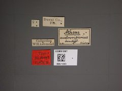 Atheas austroriparius f. brachyterous by the Smithsonian. Used under a CC0 license.