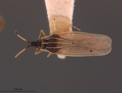 Atheas exiguus by the Smithsonian. Used under a CC0 license.