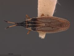 Atheas exiguus by the Smithsonian. Used under a CC0 license.