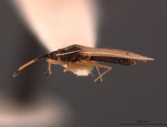 Atheas exiguus by the Smithsonian. Used under a CC0 license.