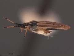 Atheas exiguus by the Smithsonian. Used under a CC0 license.