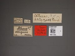 Atheas exiguus by the Smithsonian. Used under a CC0 license.