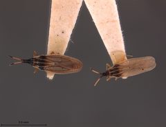 Atheas exiguus by the Smithsonian. Used under a CC0 license.