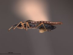 Atheas insignis by the Smithsonian. Used under a CC0 license.